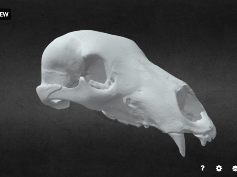 Bear Skull 