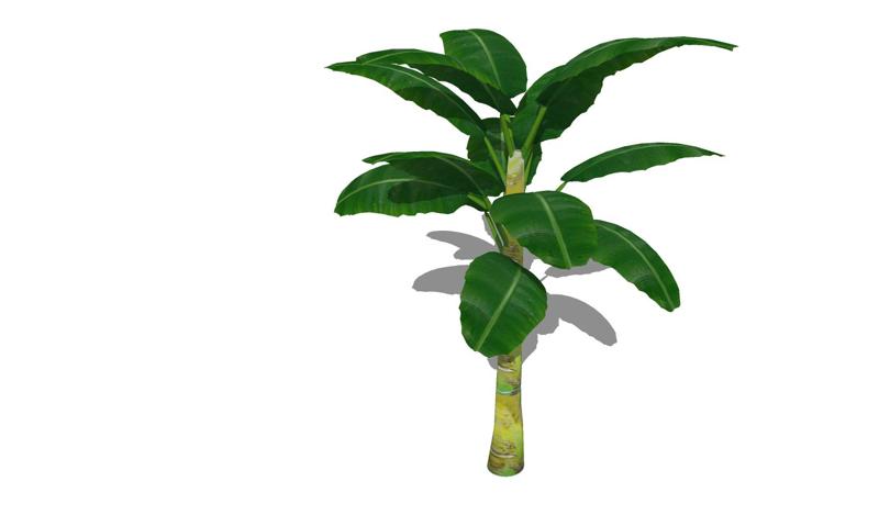 BANANA Banana TREE Mango Pear Papaya Mussel Lemon Basket Box Plate