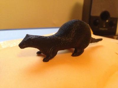 Ferret Model