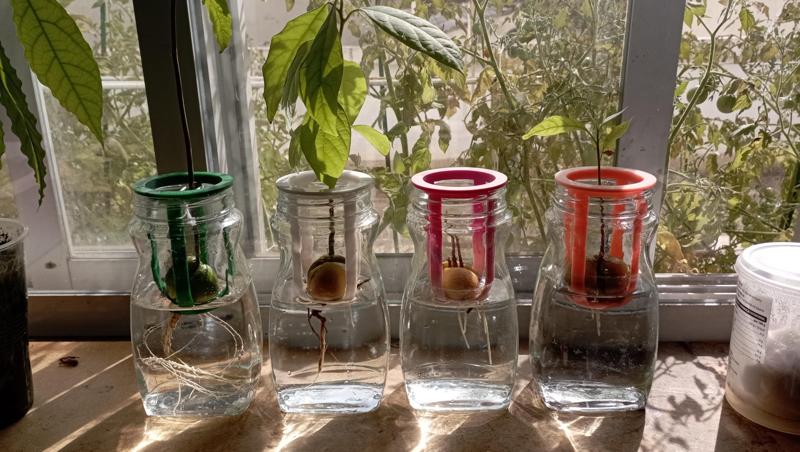 Avocado seed holder / soporte semilla avocado