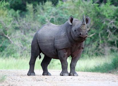 แรด (Javan Rhinoceros)