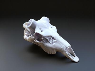 Fallow Deer Antler Mount - Bullet Anchors