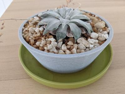 Spiral Planters