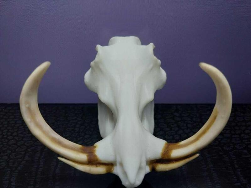 Mini beasts Warthog skull