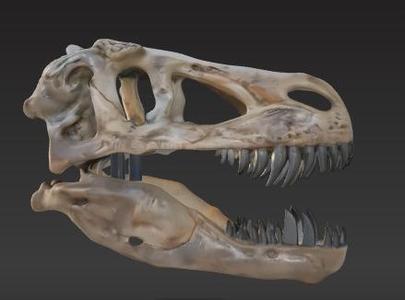 T-Rex Dinosaur Skull