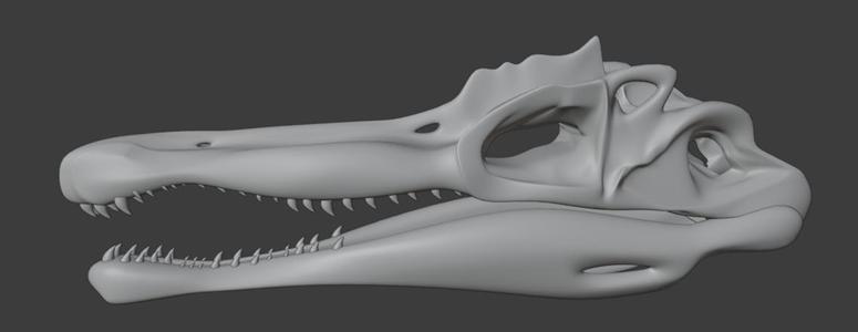 Spinosaurus skull