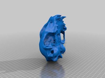 cat skull_cleaned and decimated