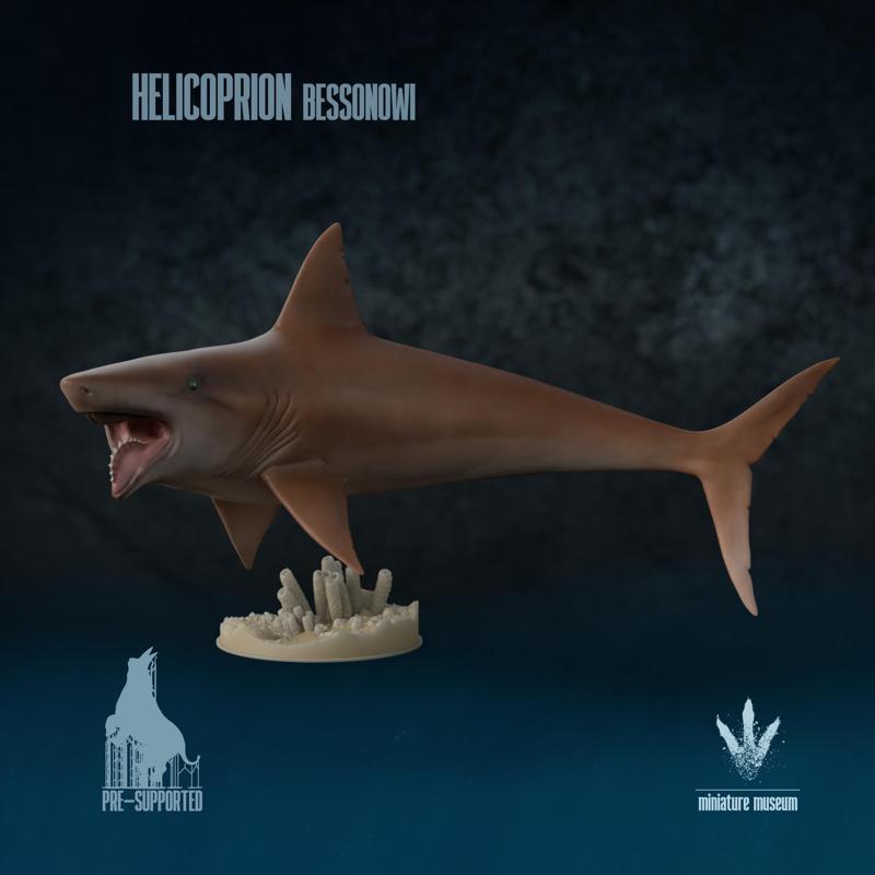 Helicoprion bessonowi : Tooth Whorls of Permian