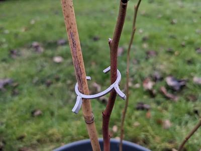 Plant clip for climbing plants   