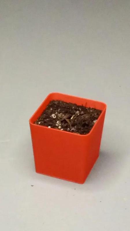 Reusable seeding pot - Mifa GrowSystem   