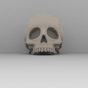 Real skull