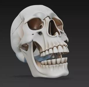 Realistic Human Skull 3D Model - Anatomy Reference