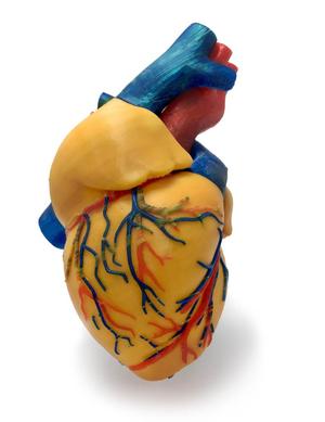 3 colors Anatomical Heart