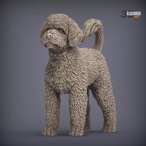 Portuguese Water Dogs