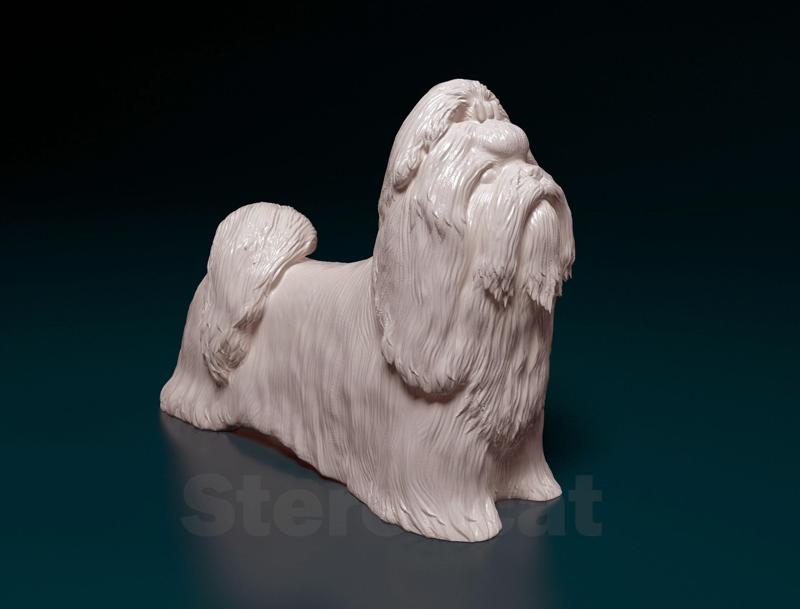 Shih Tzu