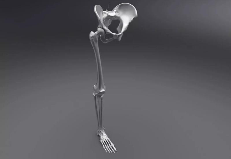 Lower Skeleton Articulated 3D Model Collection