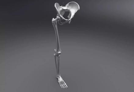 Lower Skeleton Articulated 3D Model Collection