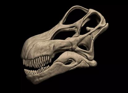 Argentinosaurus Skull