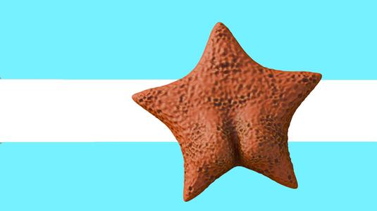 Estrella de mar argentina/ Argentine Starfish