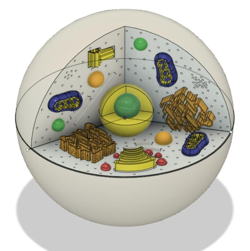 Animal/Eukaryotic Cell Model