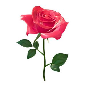 Vibrant Pink Rose