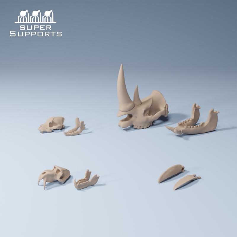 Animal skulls 8