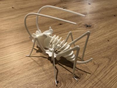 cricket skeleton