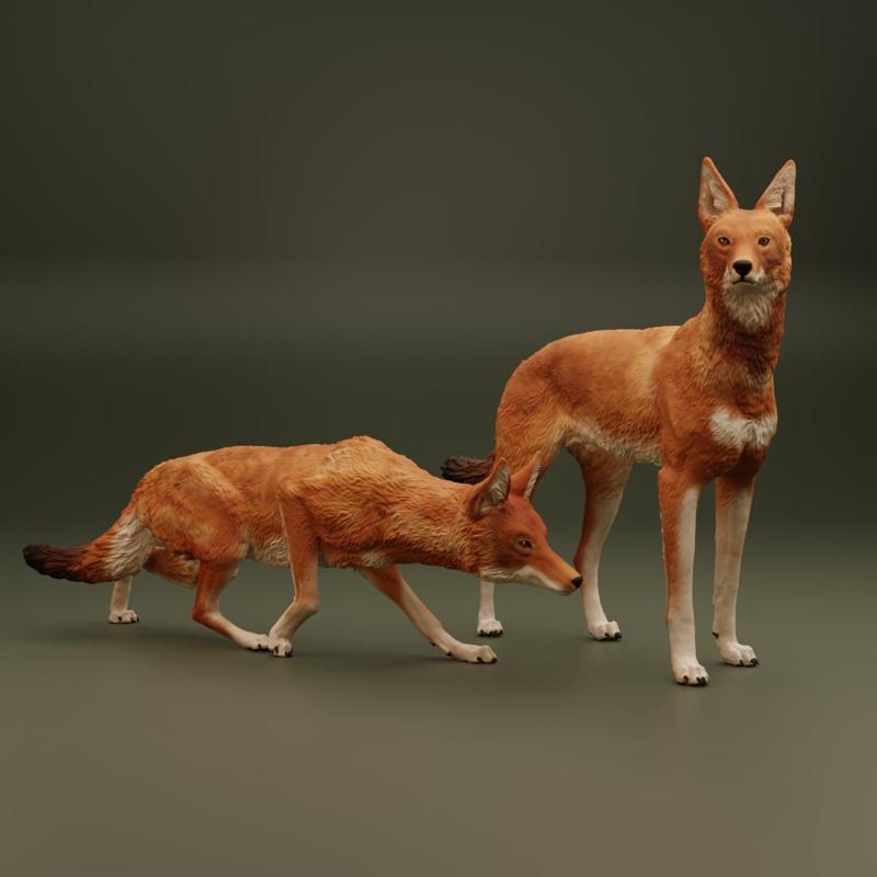 The Ethiopian Wolf | Fundraiser