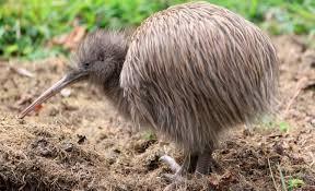 Bird kiwi