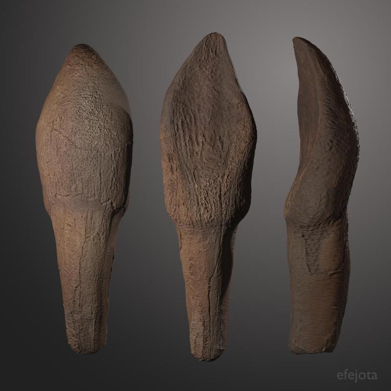 Camarasaurus Tooth