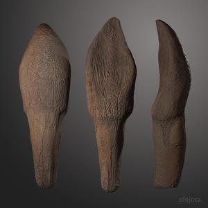 Camarasaurus Tooth
