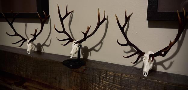 big non typical elk