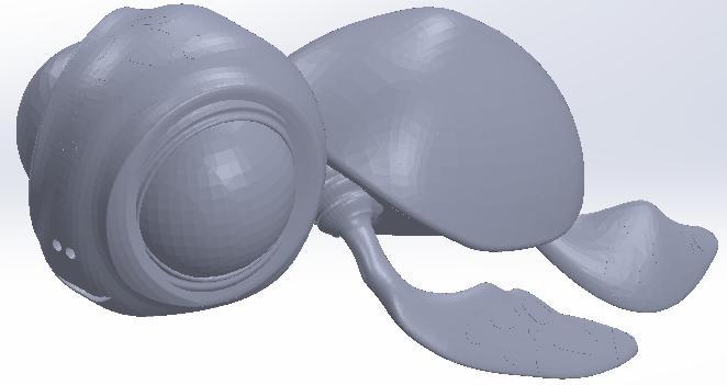 Baby turtle, baby turtle, bébé tortue