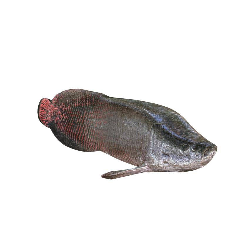 GOLDFISH GOLD FISH GOLDEN ANATOMY CARP 0 WATER RIVER OCEAN SEA FISHING ANIMAL CARP SALMON SHARK POKEMON