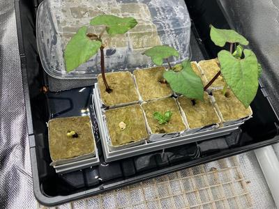 Rockwool Grow Cube Frame