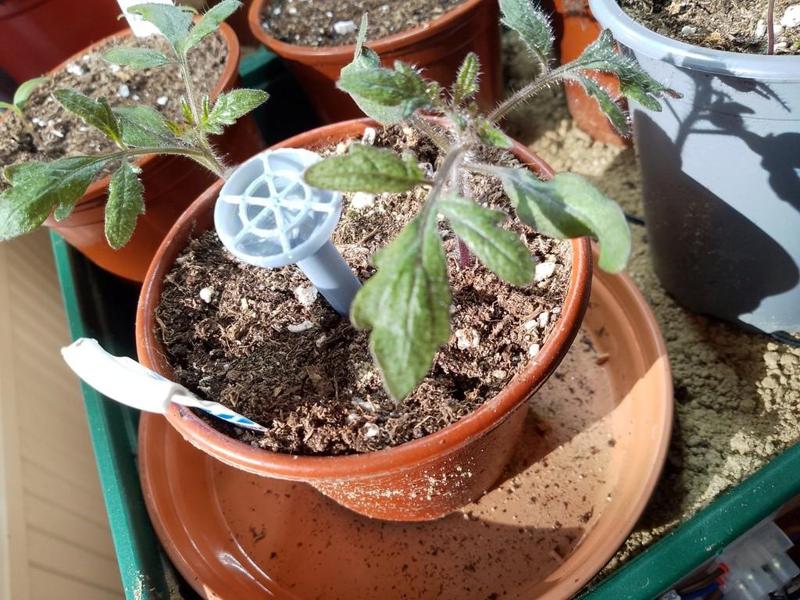 Small watering spike for pot plants with OpenSCAD