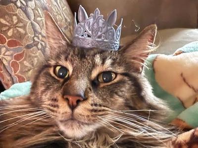 Cat Crown