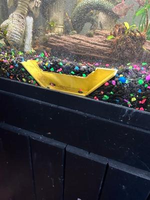 under gravel fish cave