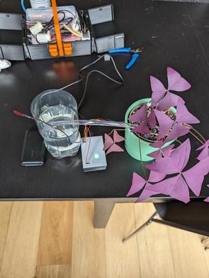 Plante connectée
