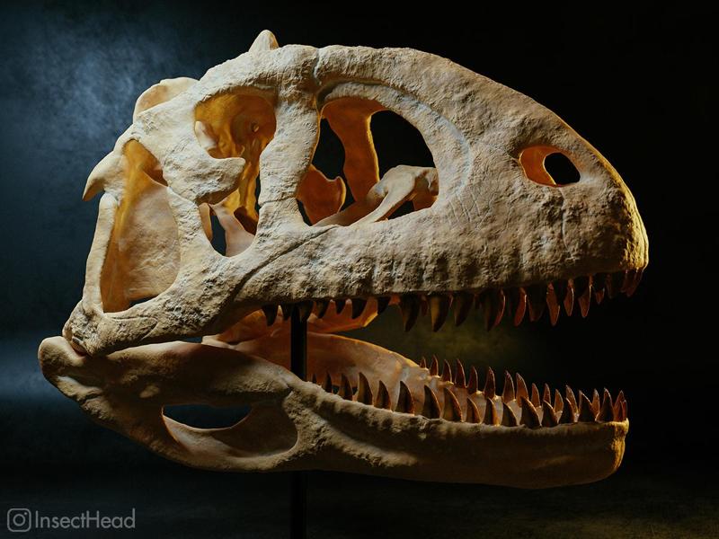 Majungasaurus crenatissimus dinosaur skull