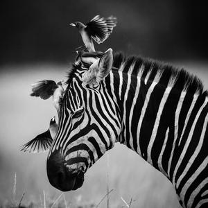Zebra Portrait Filament Painting