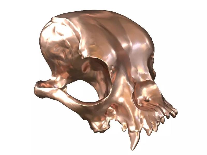 Cranium Charm Bulldog Bronze