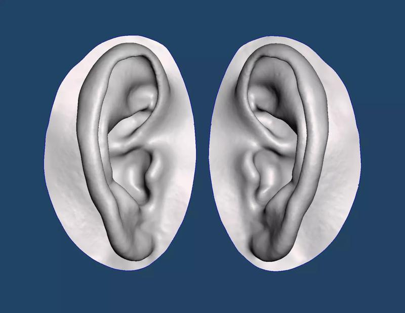 Natural human ear anatomy 04