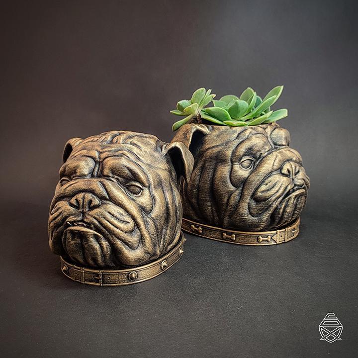 English Bulldog head