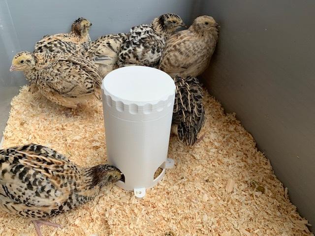 quail feeder
