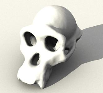 Chimpanzee Skull