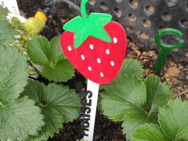 Strawberry Herb Plant Label