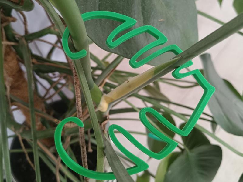 Monstera plant support