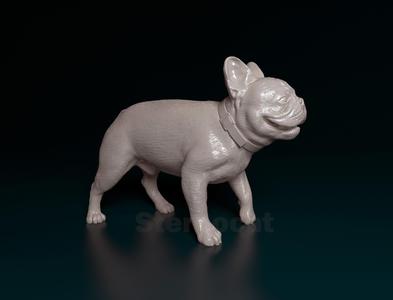 French Bulldog