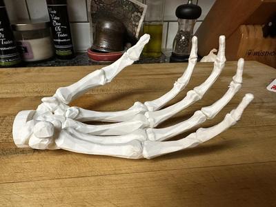 Skeleton Hand with Back Mount
